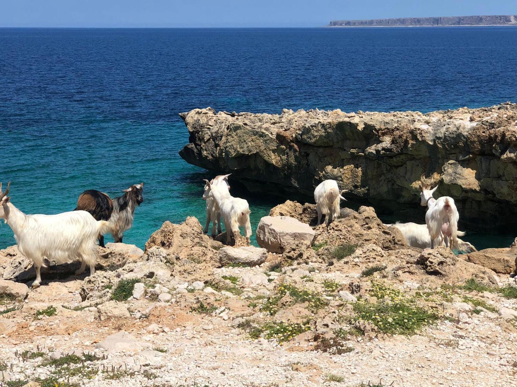 L'Oasi Una Pineta Sul Mare Кустоначи Екстериор снимка